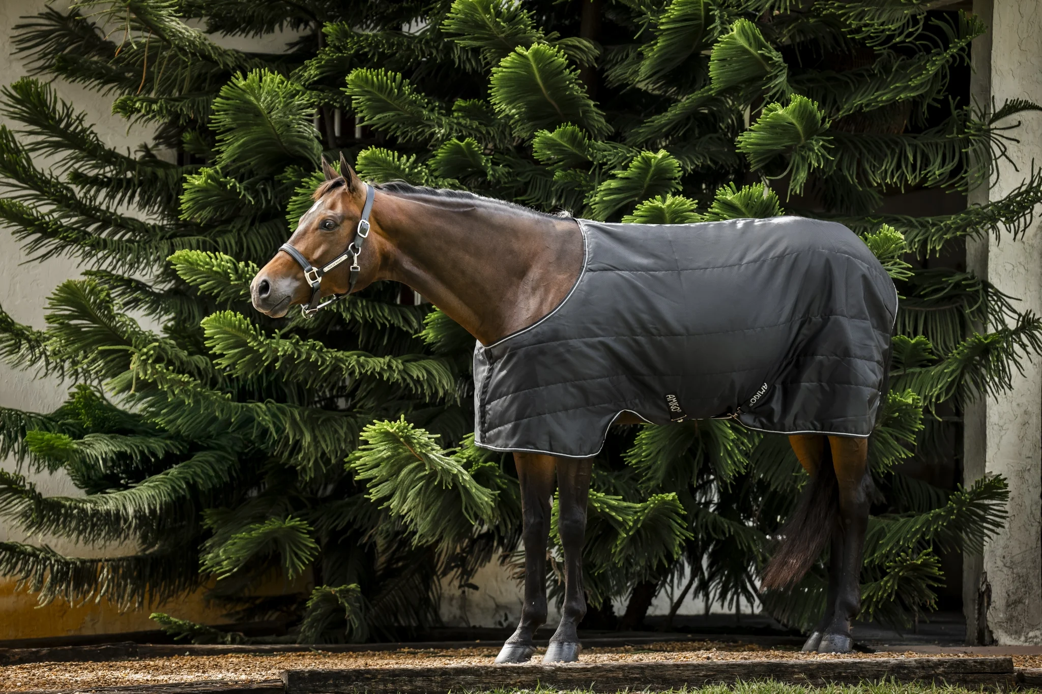 Amigo Quarter Horse Stable 200g
