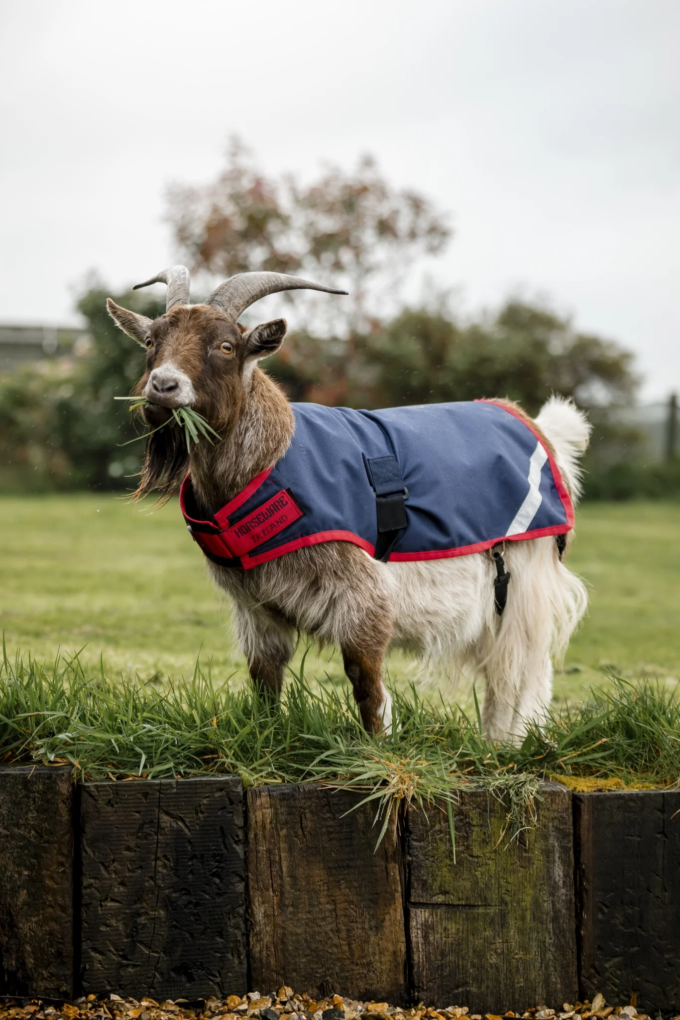 Horseware Goat Coat 0g - Image 3