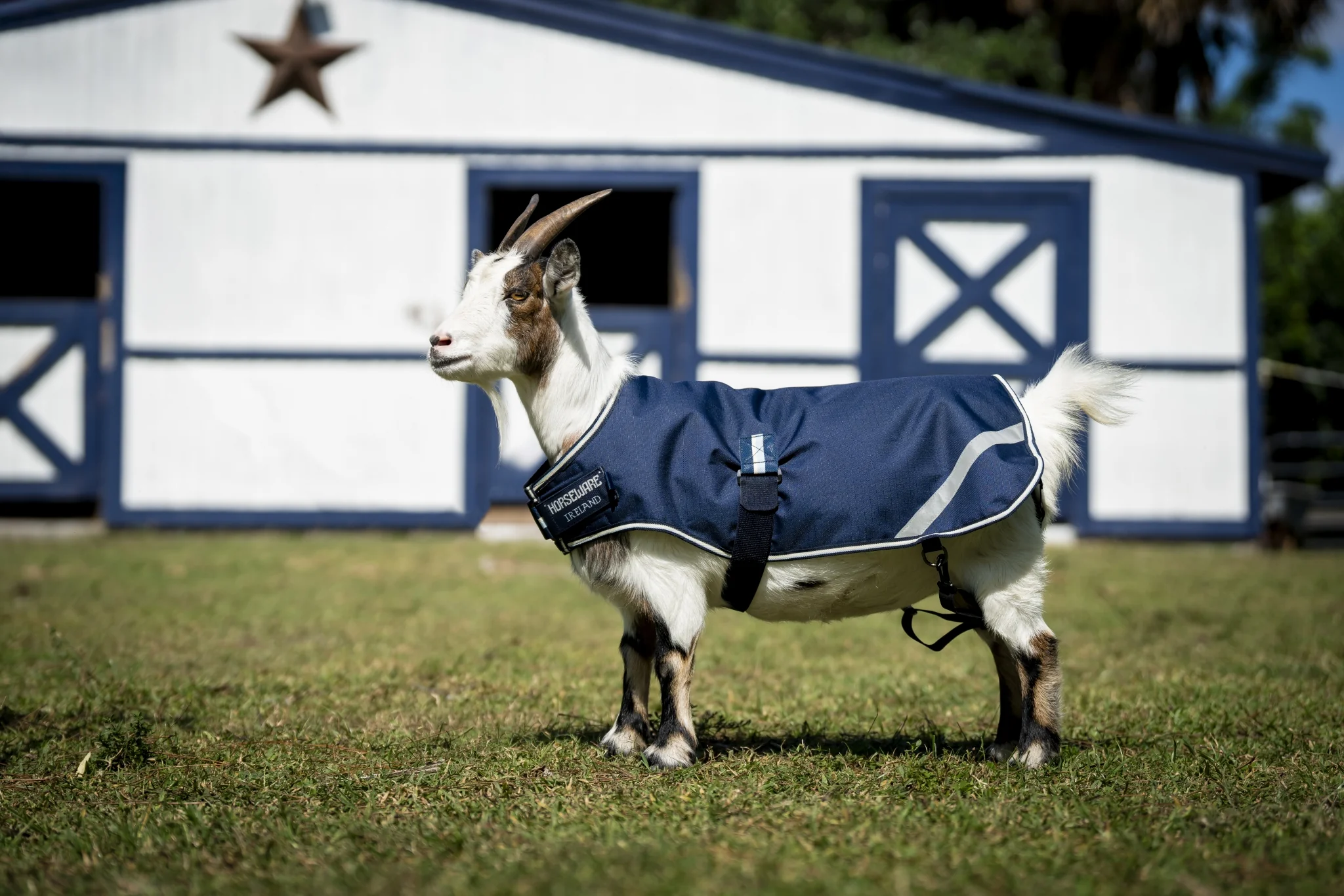 Horseware Goat Coat 0g - Image 2