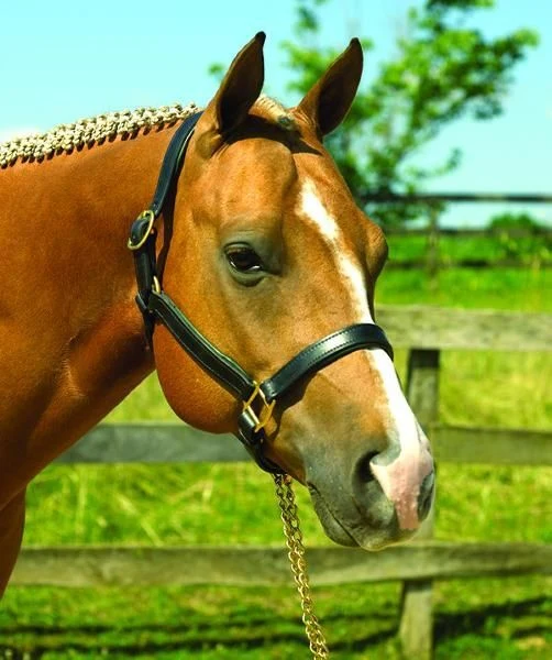 Perri's Soft Padded Leather Halter - Image 25