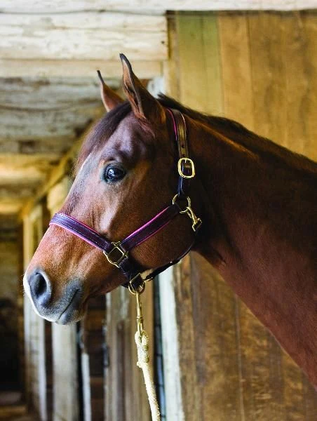 Perri's Soft Padded Leather Halter - Image 26