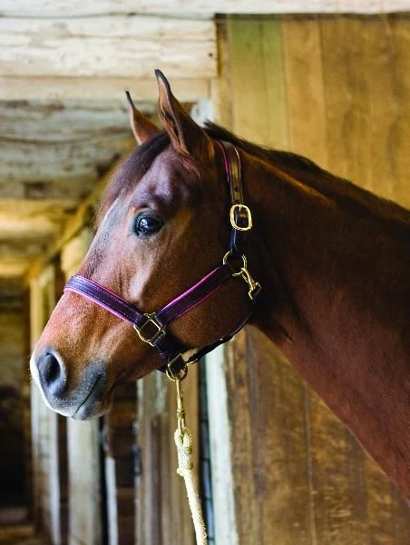 Perri's Soft Padded Leather Halter - Image 28