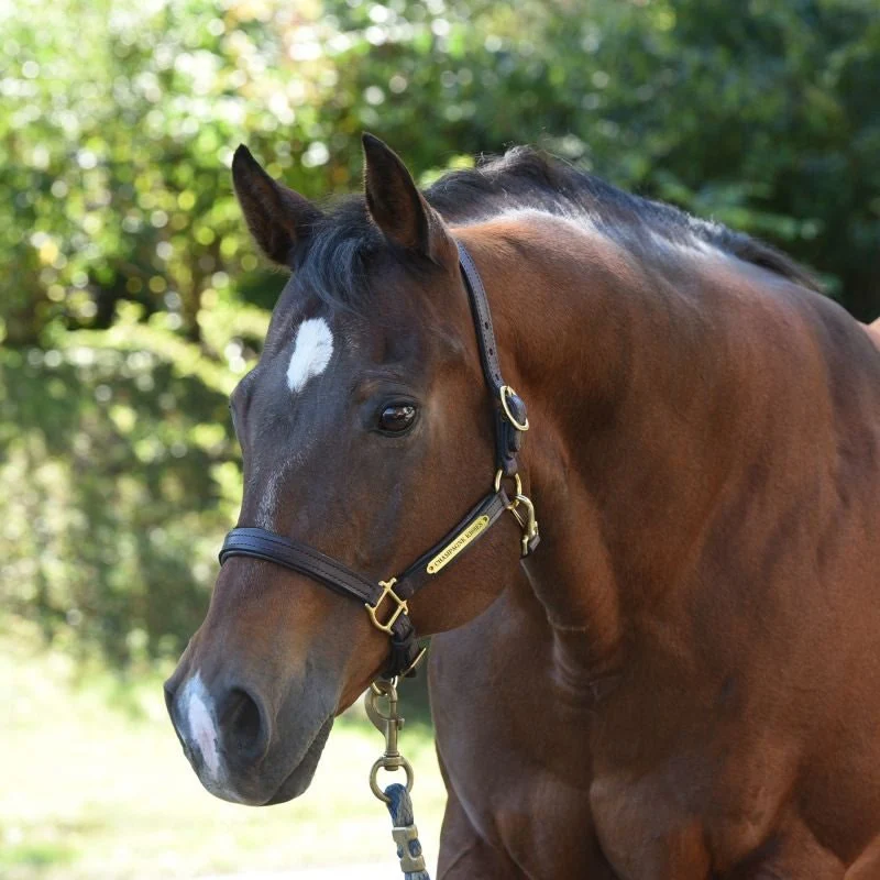 Perri's Soft Padded Leather Halter - Image 33