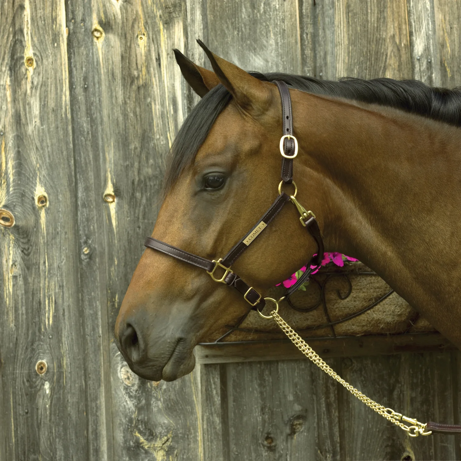 Perri's Personalized 3/4" Premium Show Halter - Image 3