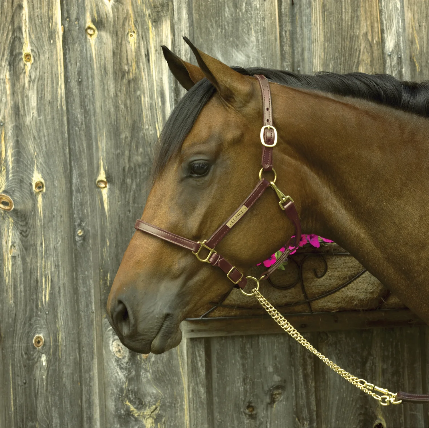 Perri's Personalized 3/4" Premium Show Halter - Image 4