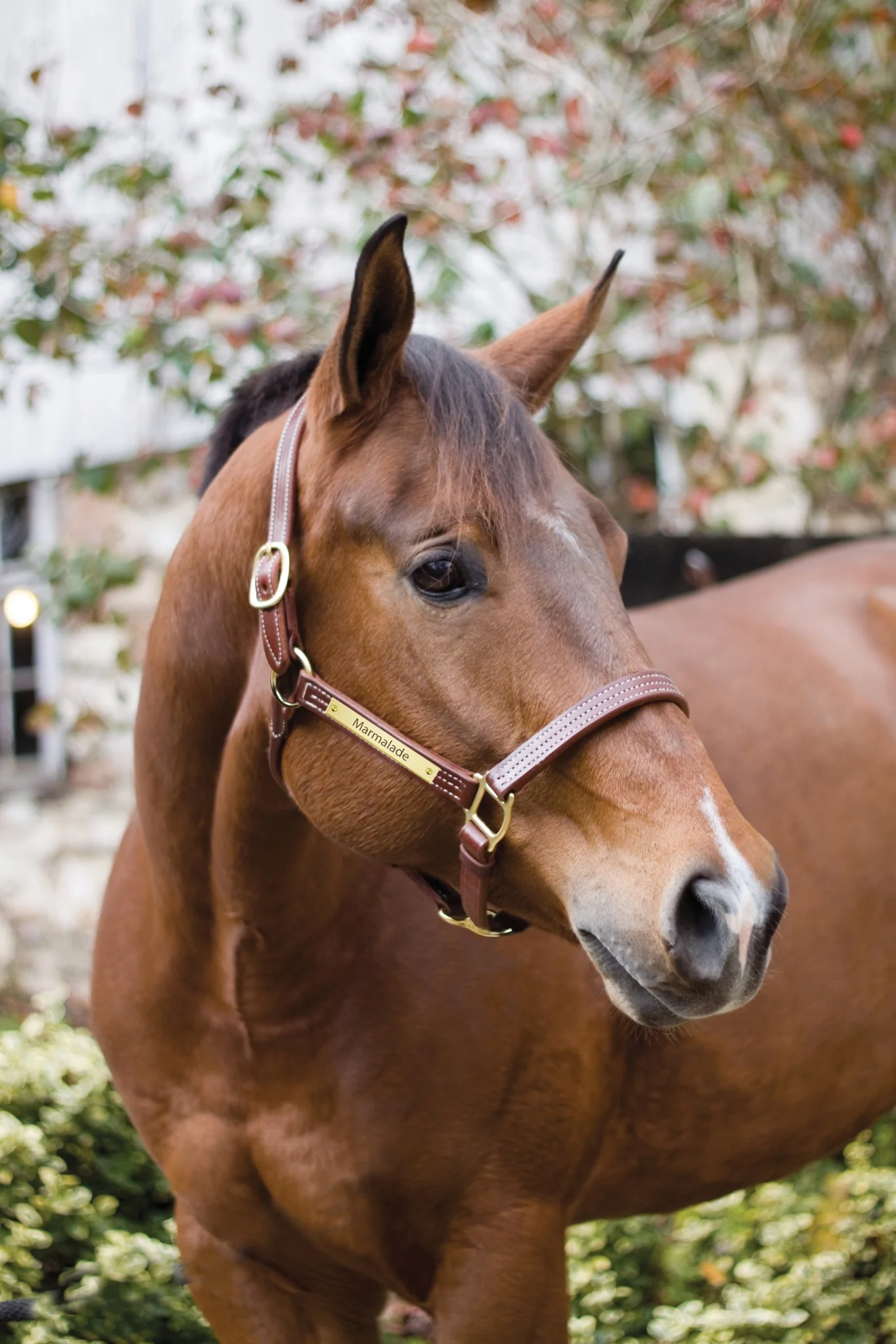 Perri's Personalized Professional Halter - Image 3