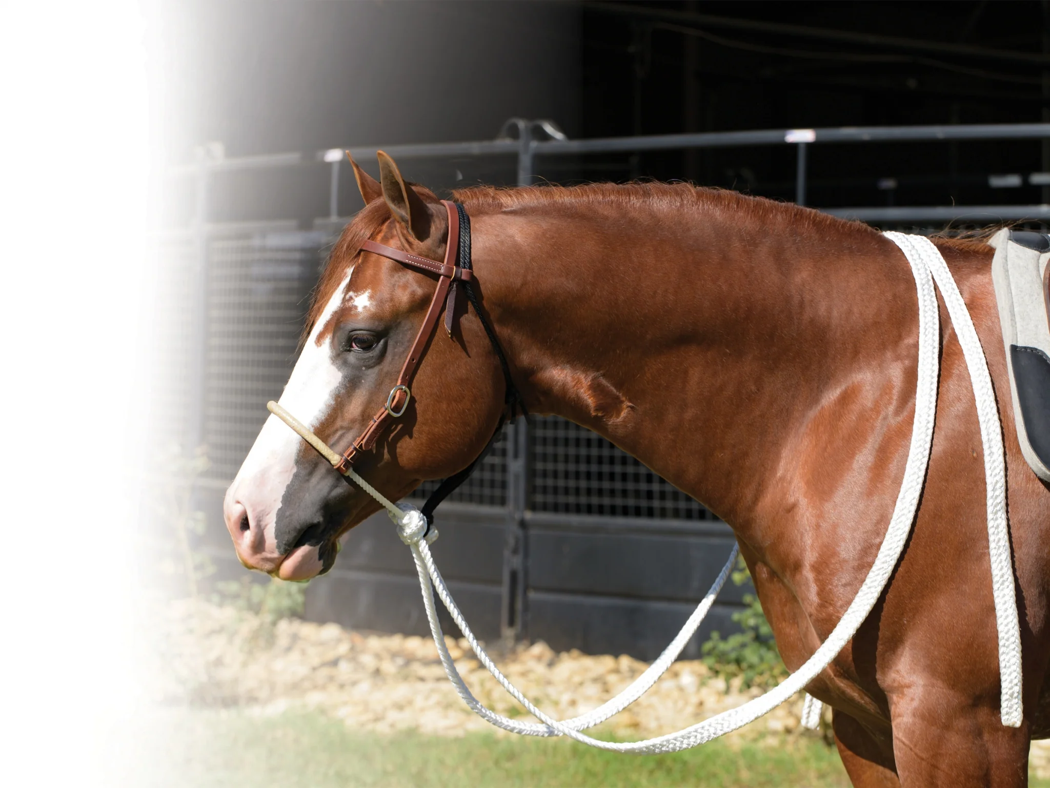 Professionals Choice Ranch 5/8" Loping Hackamore with Mule Tape Reins