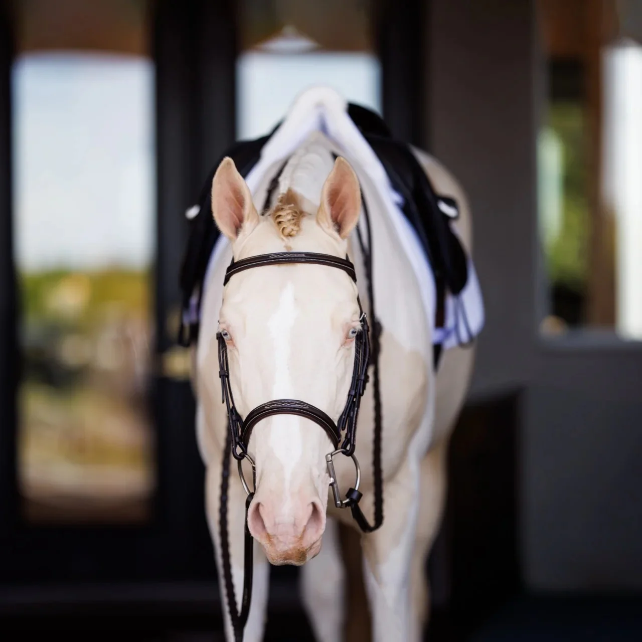 Shires Fancy Square Raised Laced Reins - Image 2