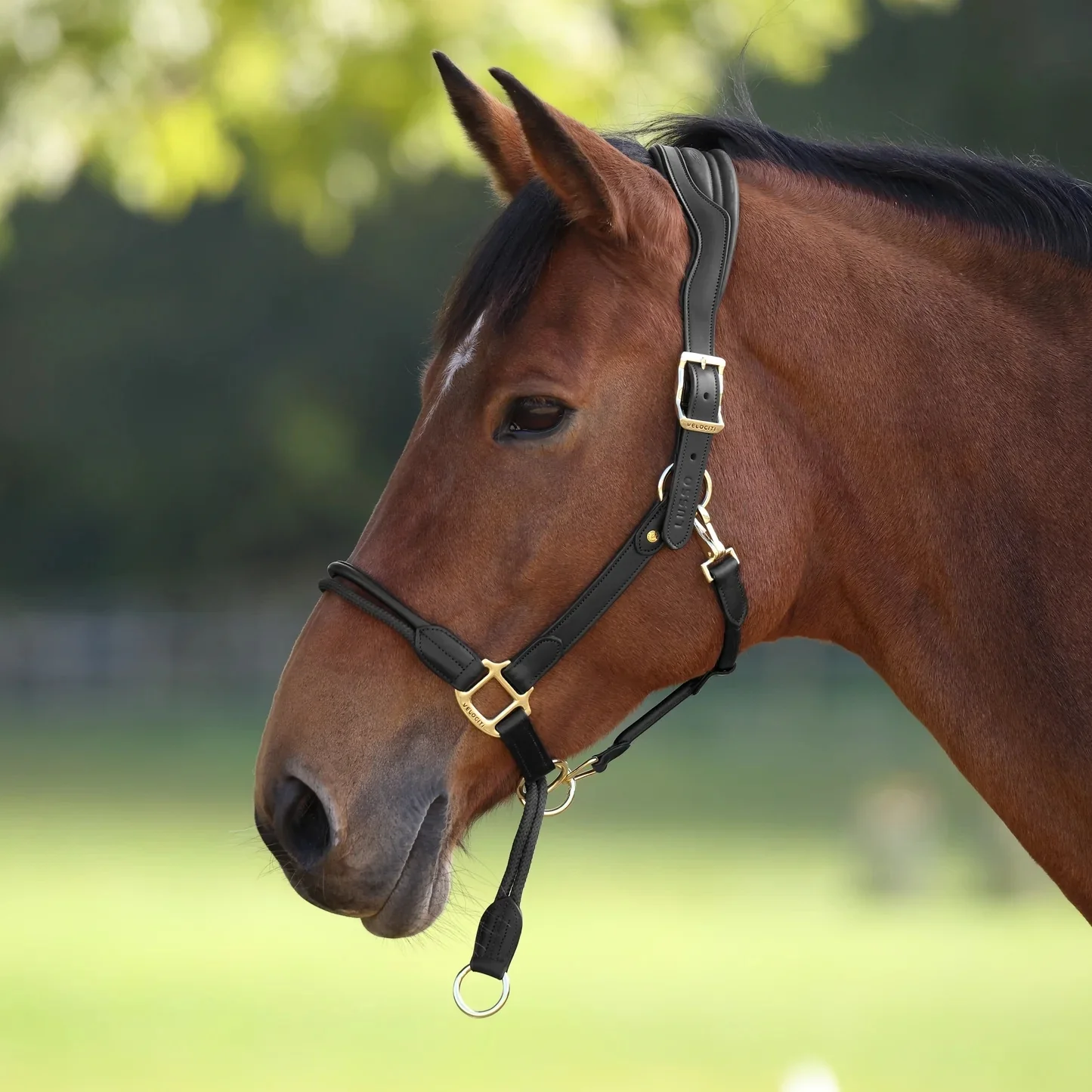 Shires Velociti LUSSO Soria Control Leather Headcollar - Image 3