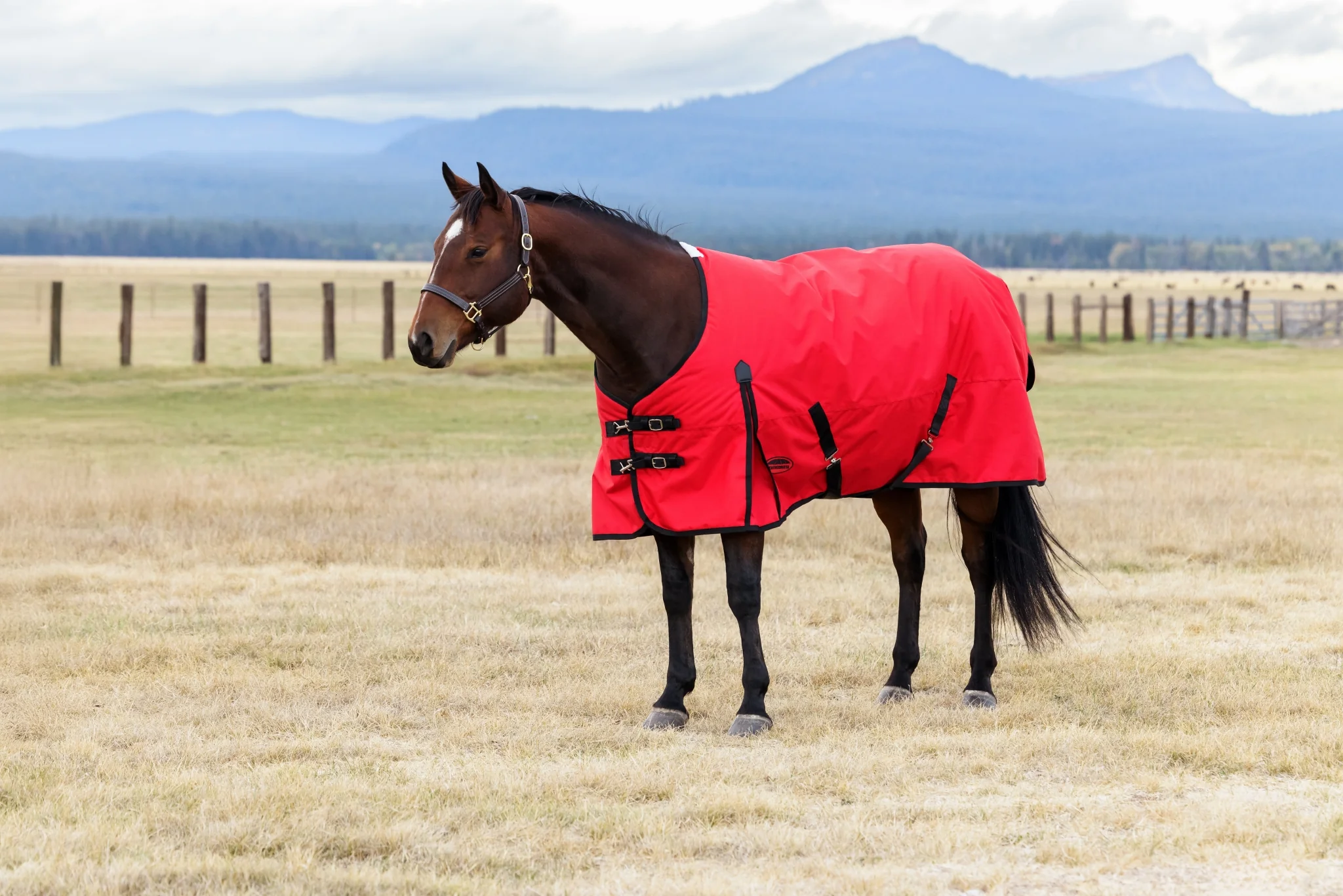 Weatherbeeta ComFiTec Original Turnout Standard Neck 0g - Image 4