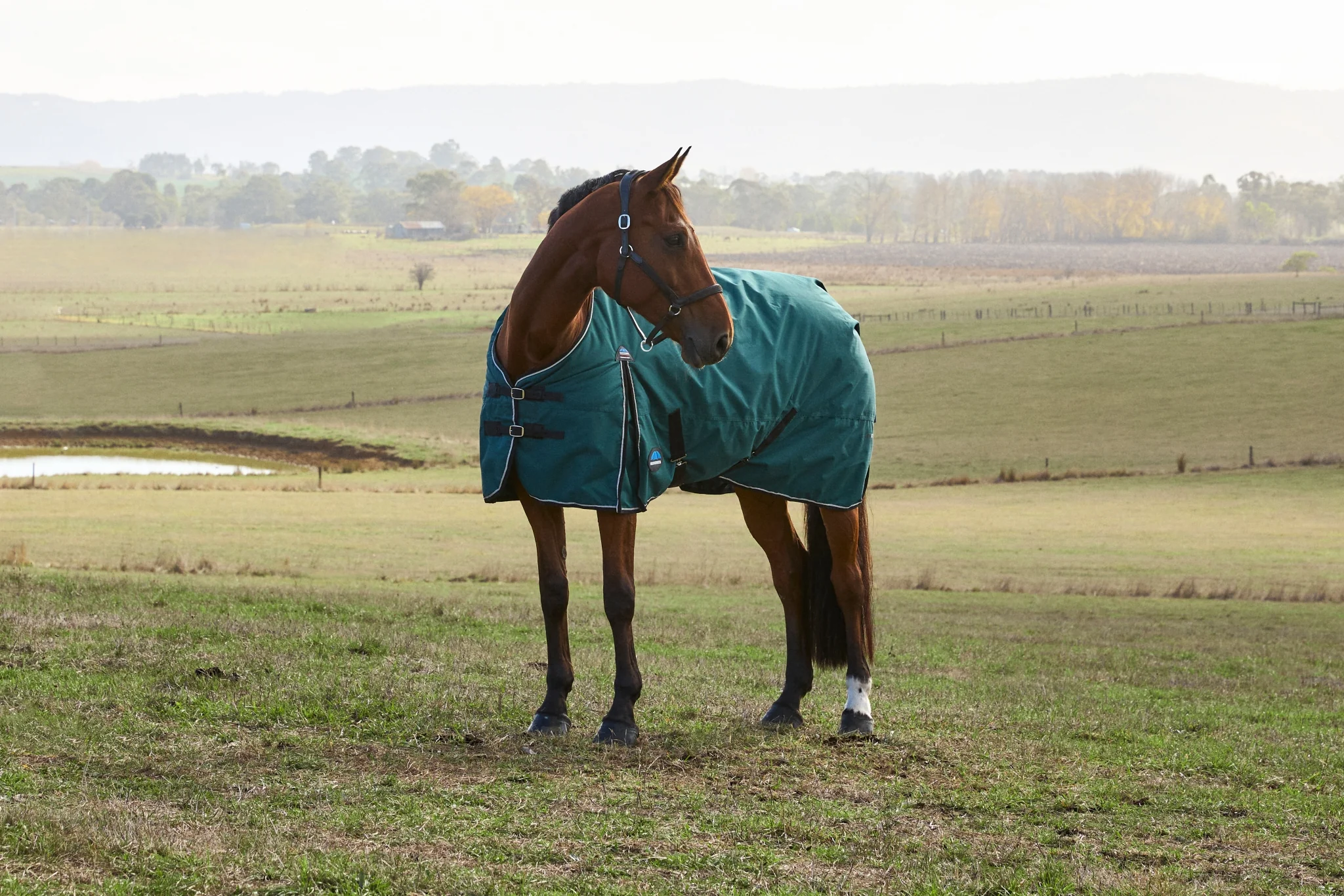 Weatherbeeta ComFiTec Plus Dynamic Turnout Detach-A-Neck 220g - Image 4
