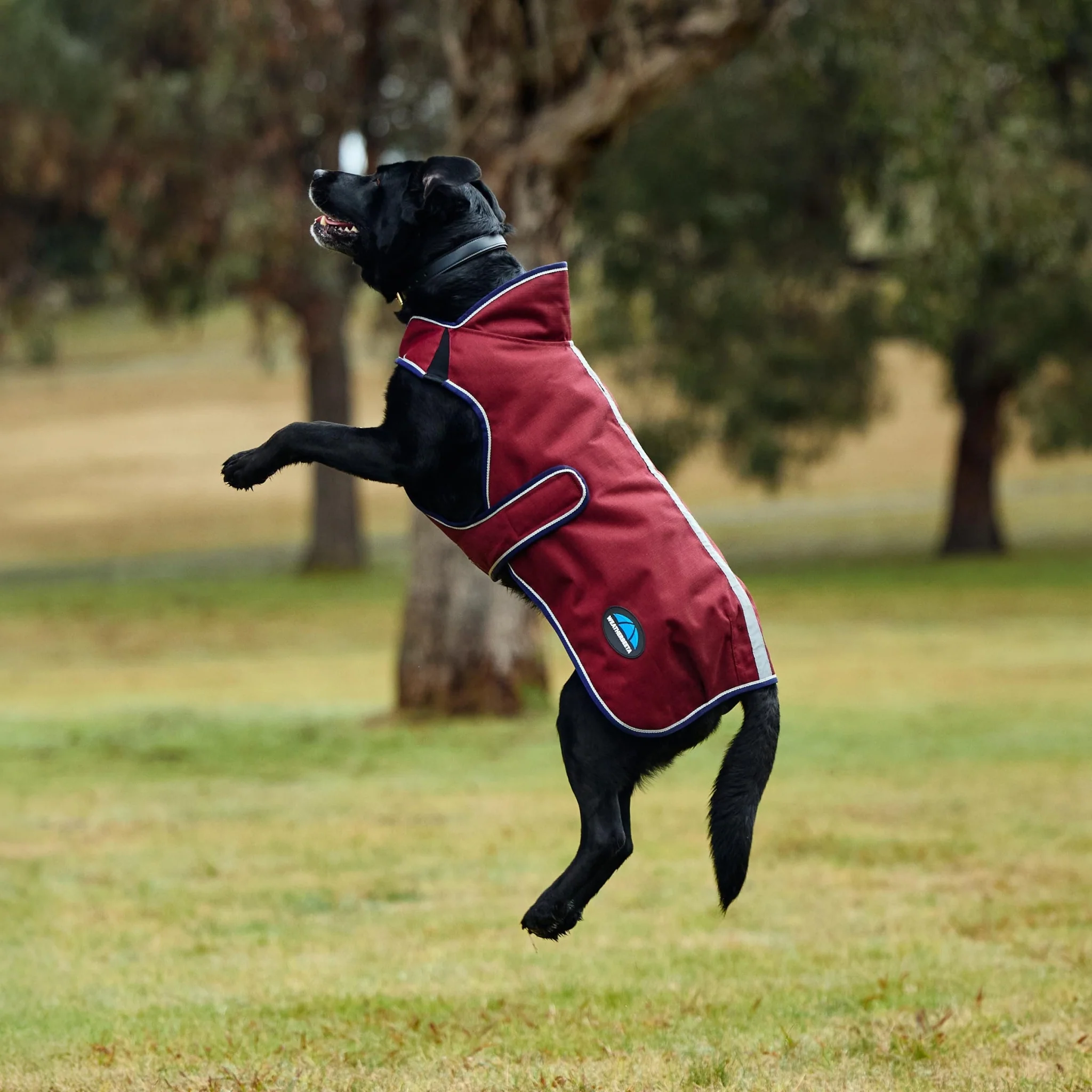 Weatherbeeta ComFiTec Premier Deluxe Waterproof Dog Coat - Image 3