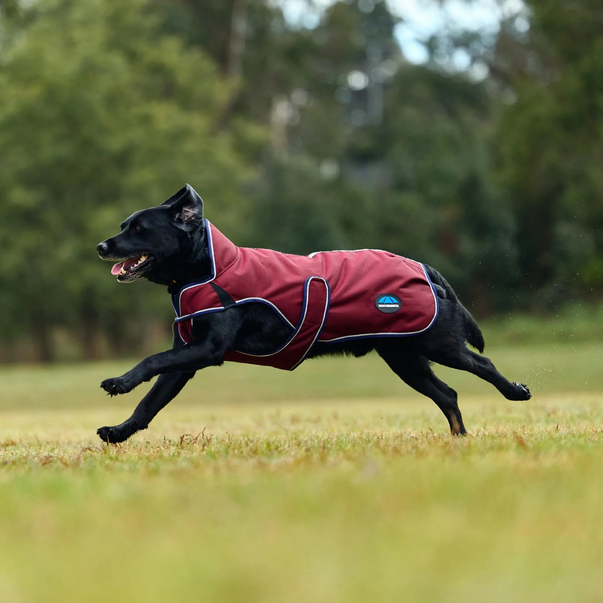Weatherbeeta ComFiTec Premier Deluxe Waterproof Dog Coat - Image 4